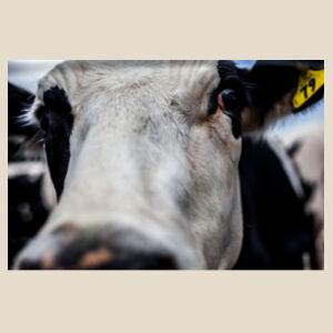 moo Design
