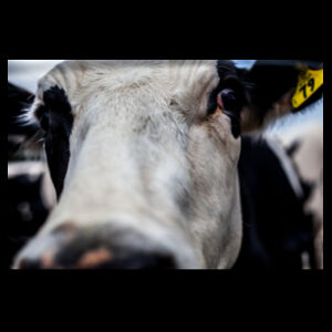 moo Design